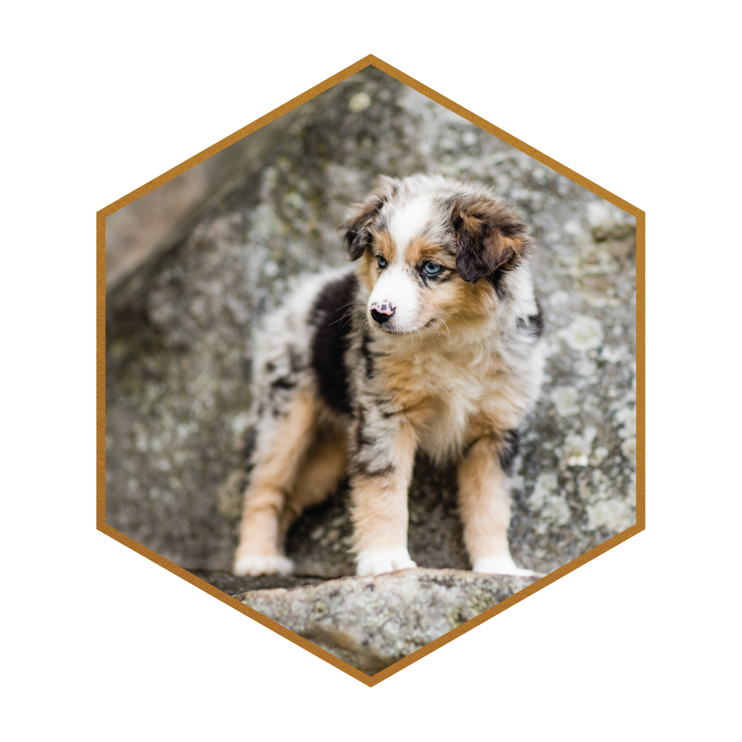 Australian Shepherd Dog Breed, Origin, History, Personality & Care Needs