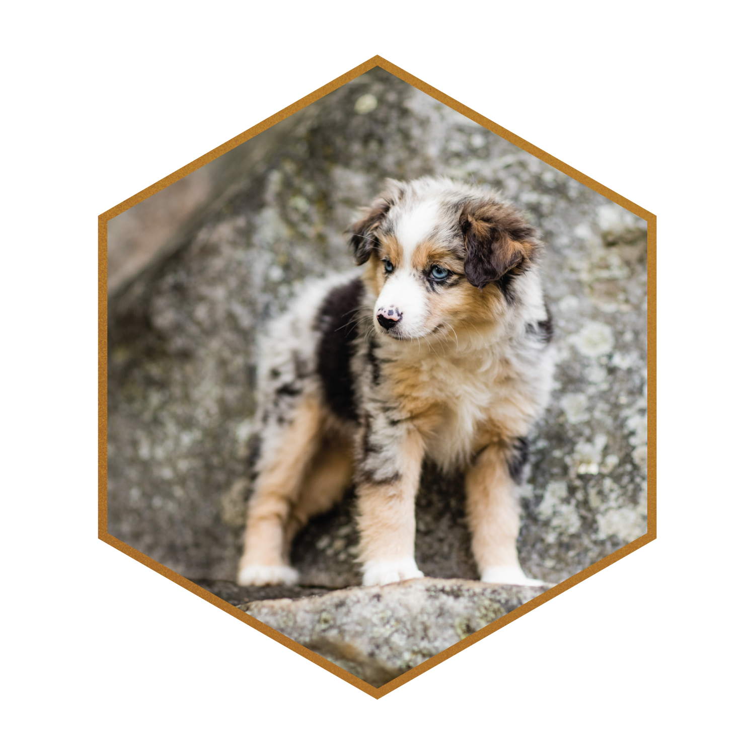 Everything You Need to Know About Toy Aussiedoodle Dogs