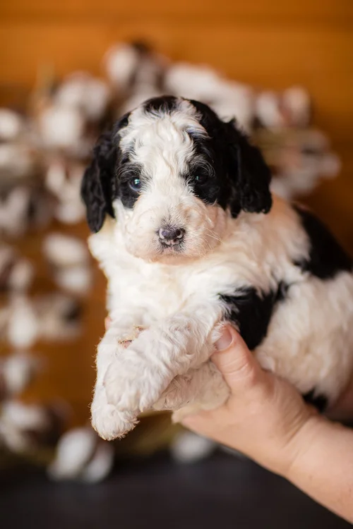 Bernedoodle Australian Best Dog Food For Bernedoodle Bernedoodle