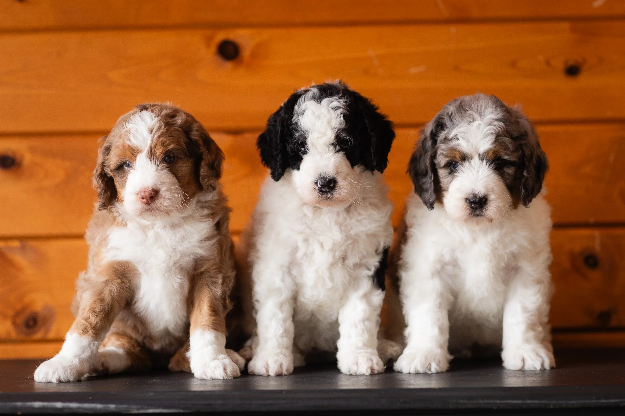 Merle Parti Bernedoodle puppies at Stokeshire Designer Doodles in Wisconsin
