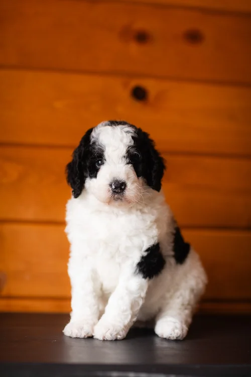 Blue merle parti Australian Mountain Doodle puppy from Stokeshire