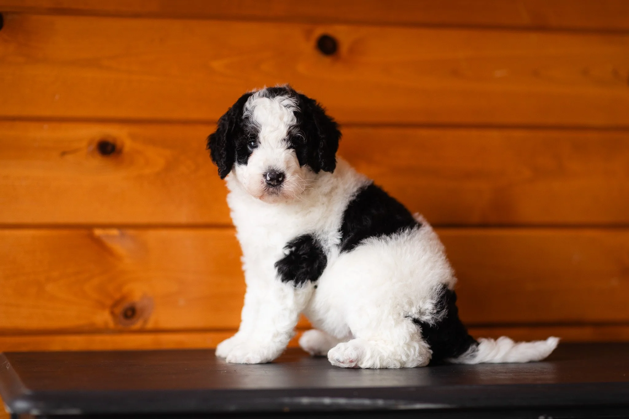 021_F1B-5-Week-Medium-Merle-Parti-Bernedoodles.Wisconsin.Midwest.Stokeshire.23.jpg