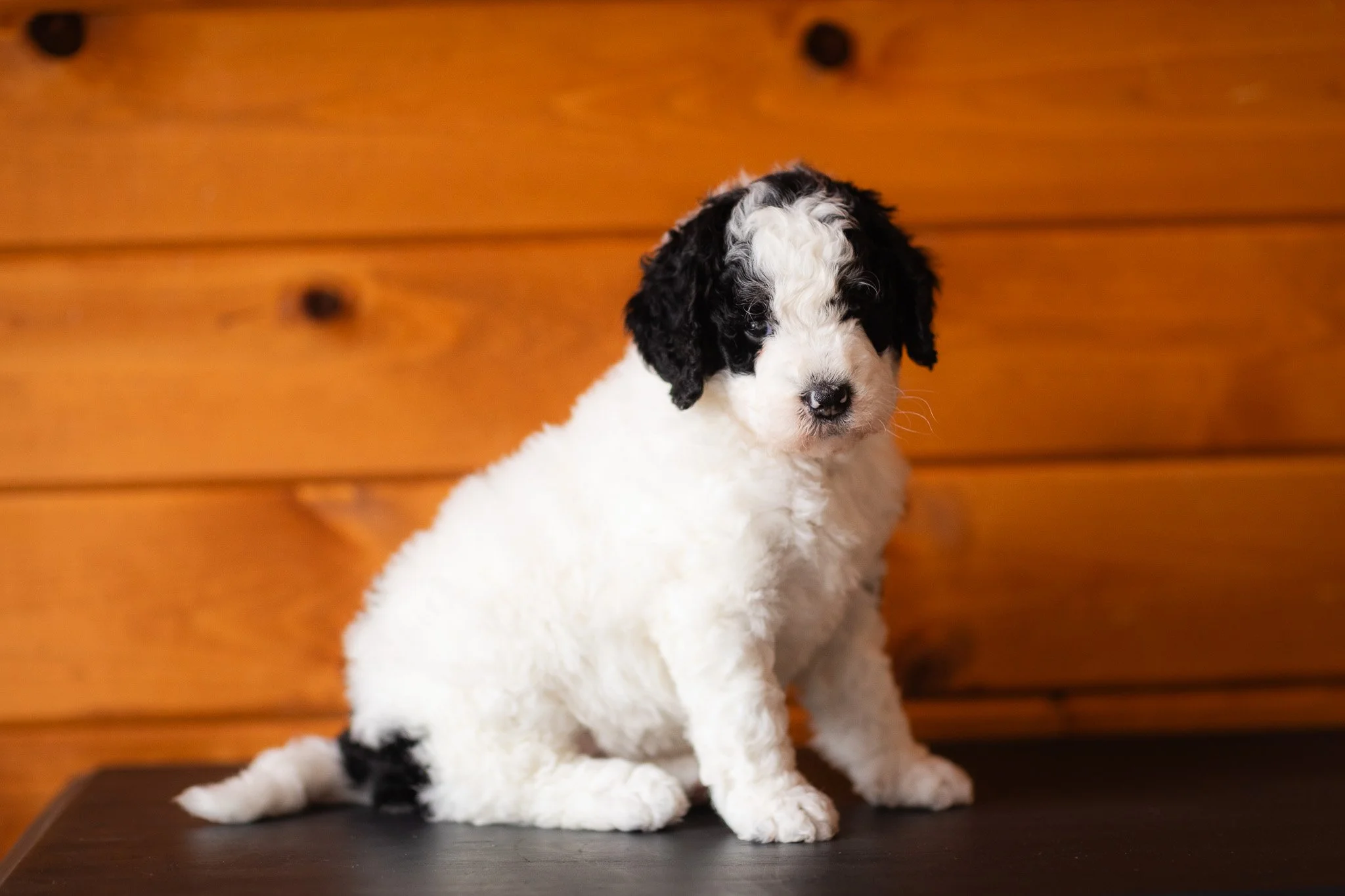 029_F1B-5-Week-Medium-Merle-Parti-Bernedoodles.Wisconsin.Midwest.Stokeshire.23.jpg