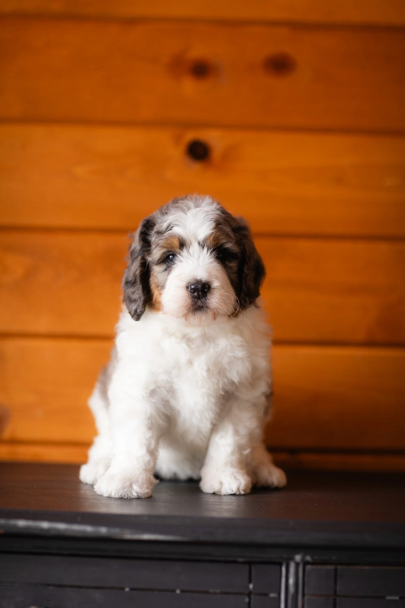 053_F1B-5-Week-Medium-Merle-Parti-Bernedoodles.Wisconsin.Midwest.Stokeshire.23.jpg