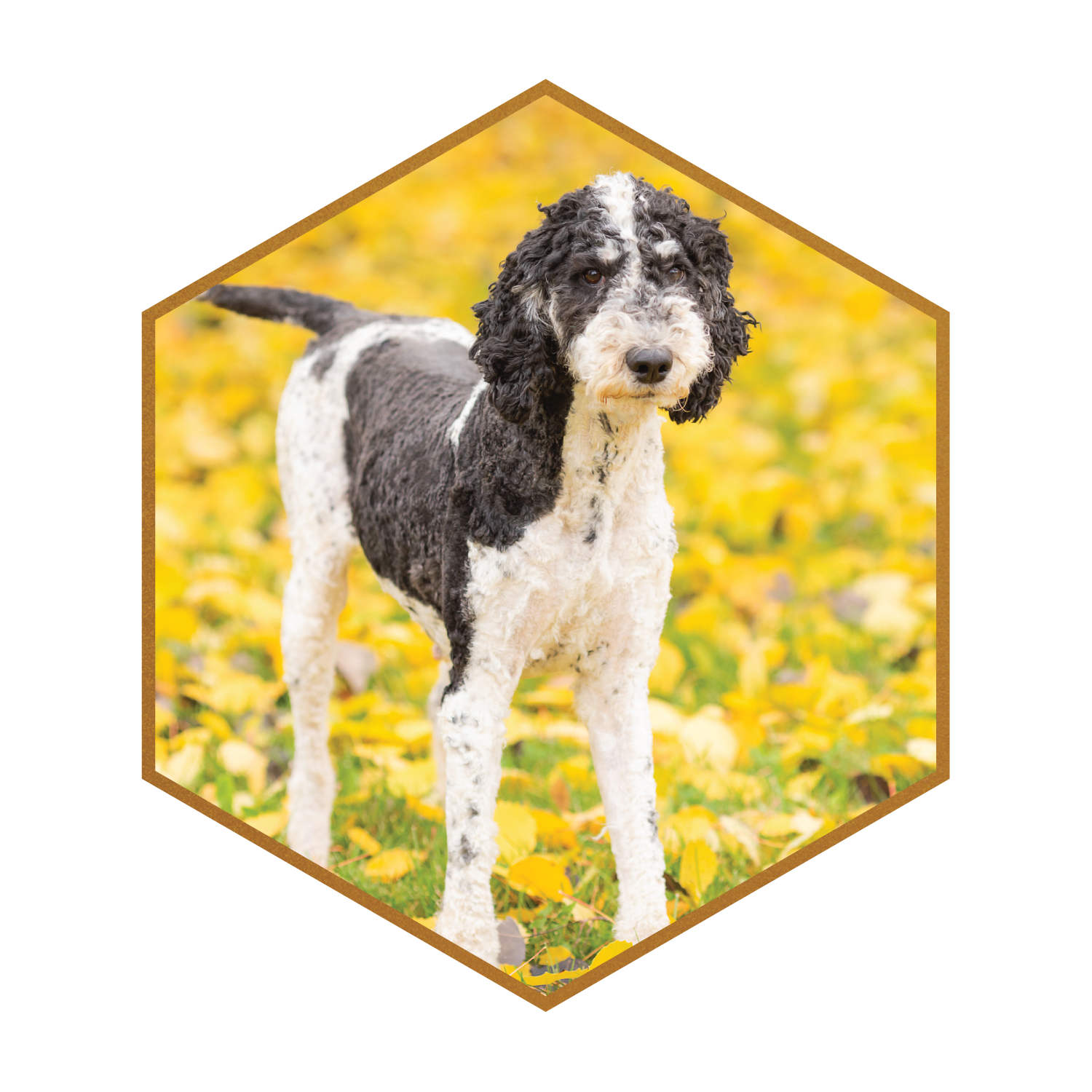 Pepper-Jack-(hexagon)-#1.png (Copy) (Copy)