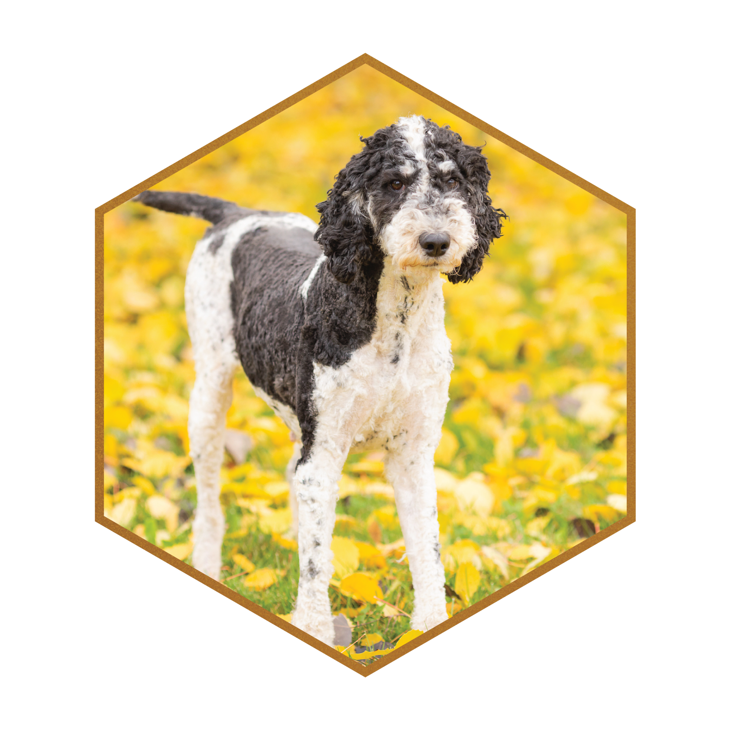 Standard 2024 double doodle