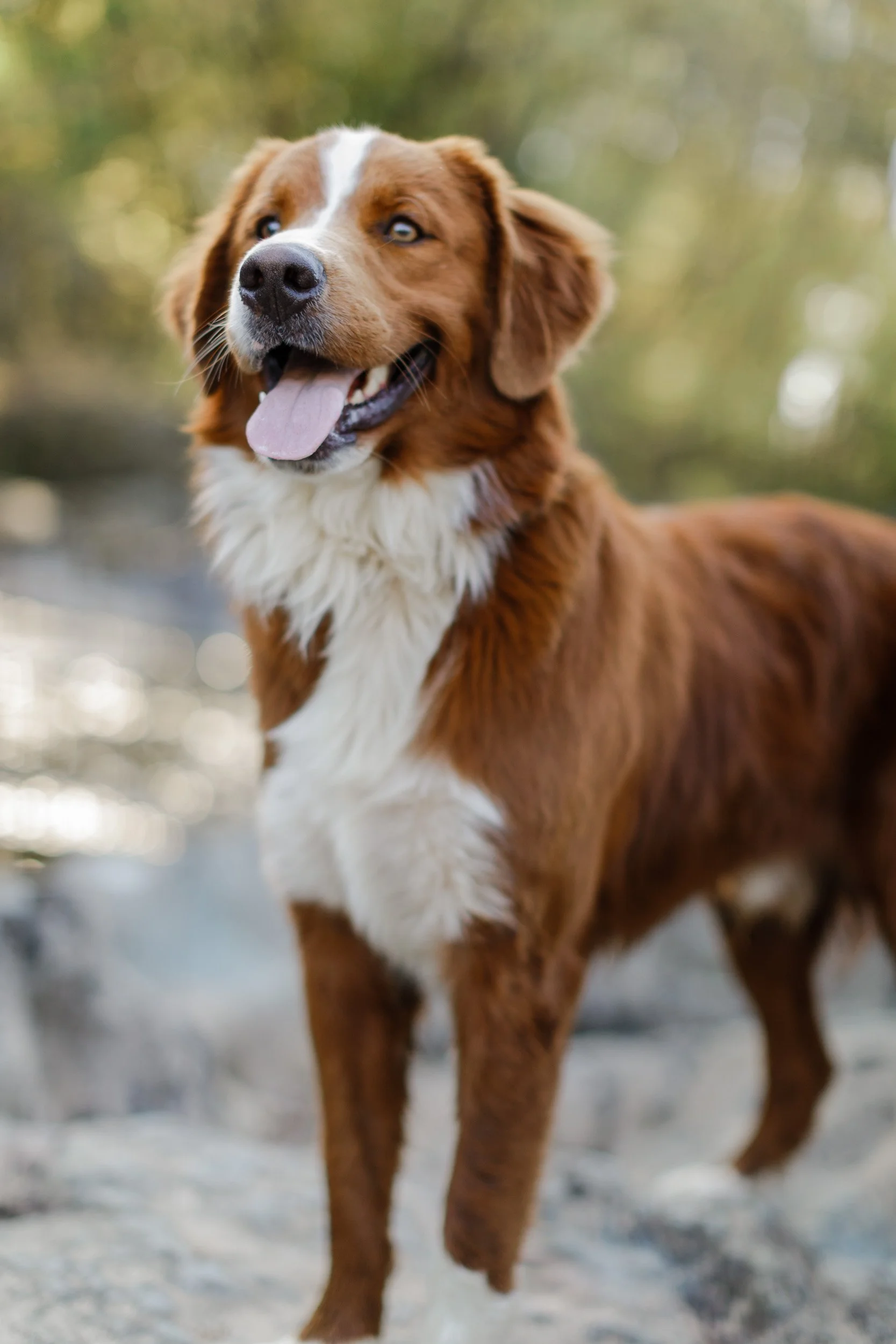 George, an F2 unfurnished red merle Bernedoodle from Stokeshire Designer Doodles
