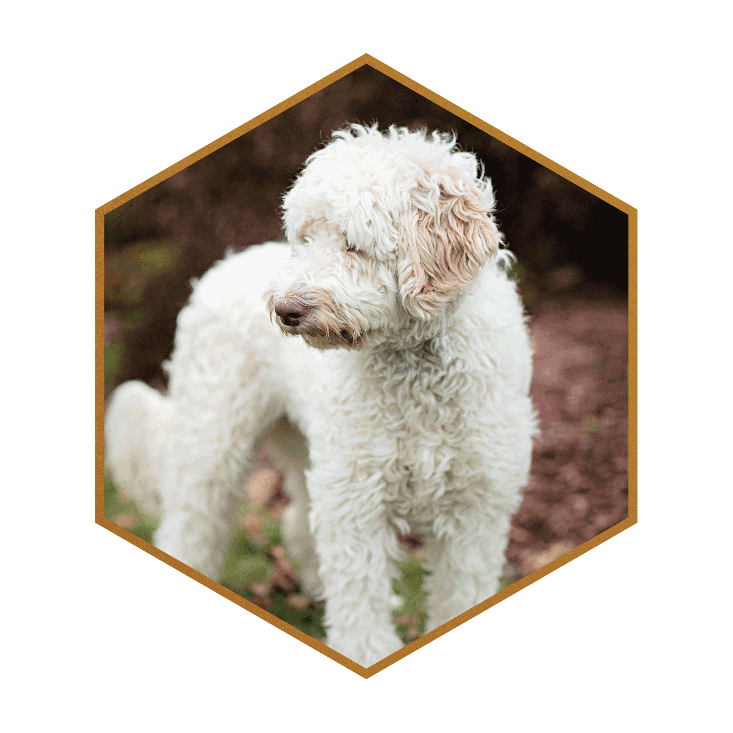 Rae-(hexagon)-#1.png (Copy)
