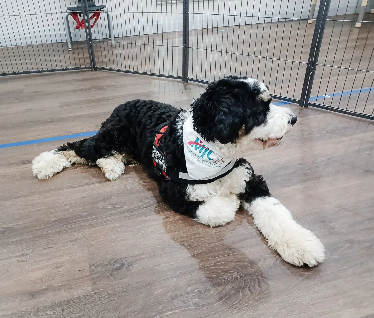 Service Dogs for Autism: The Role of Psychiatric Service Dogs