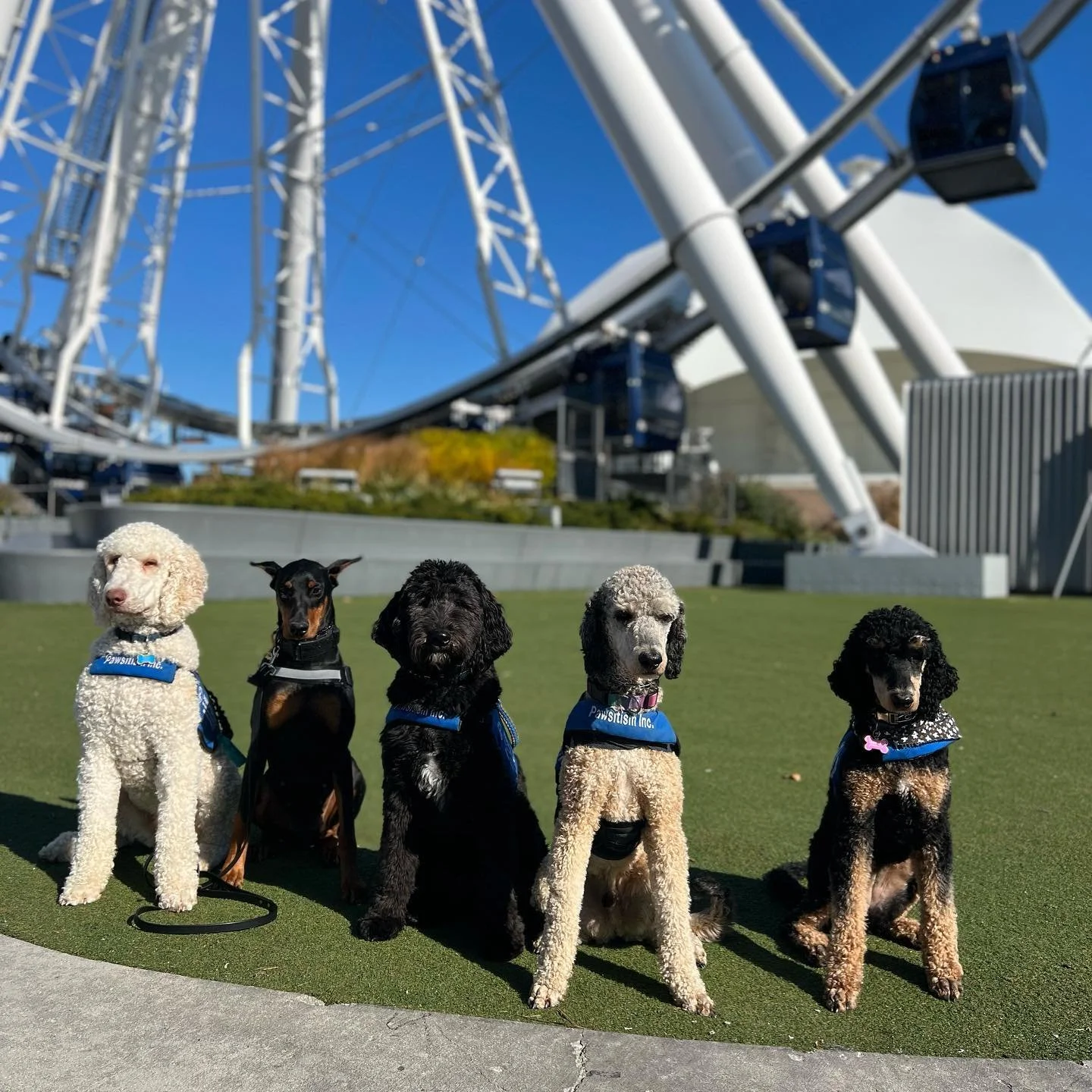 Deciding Between Autism Service Dogs or Therapy Dogs: Making the Right Choice for Your Child's Needs