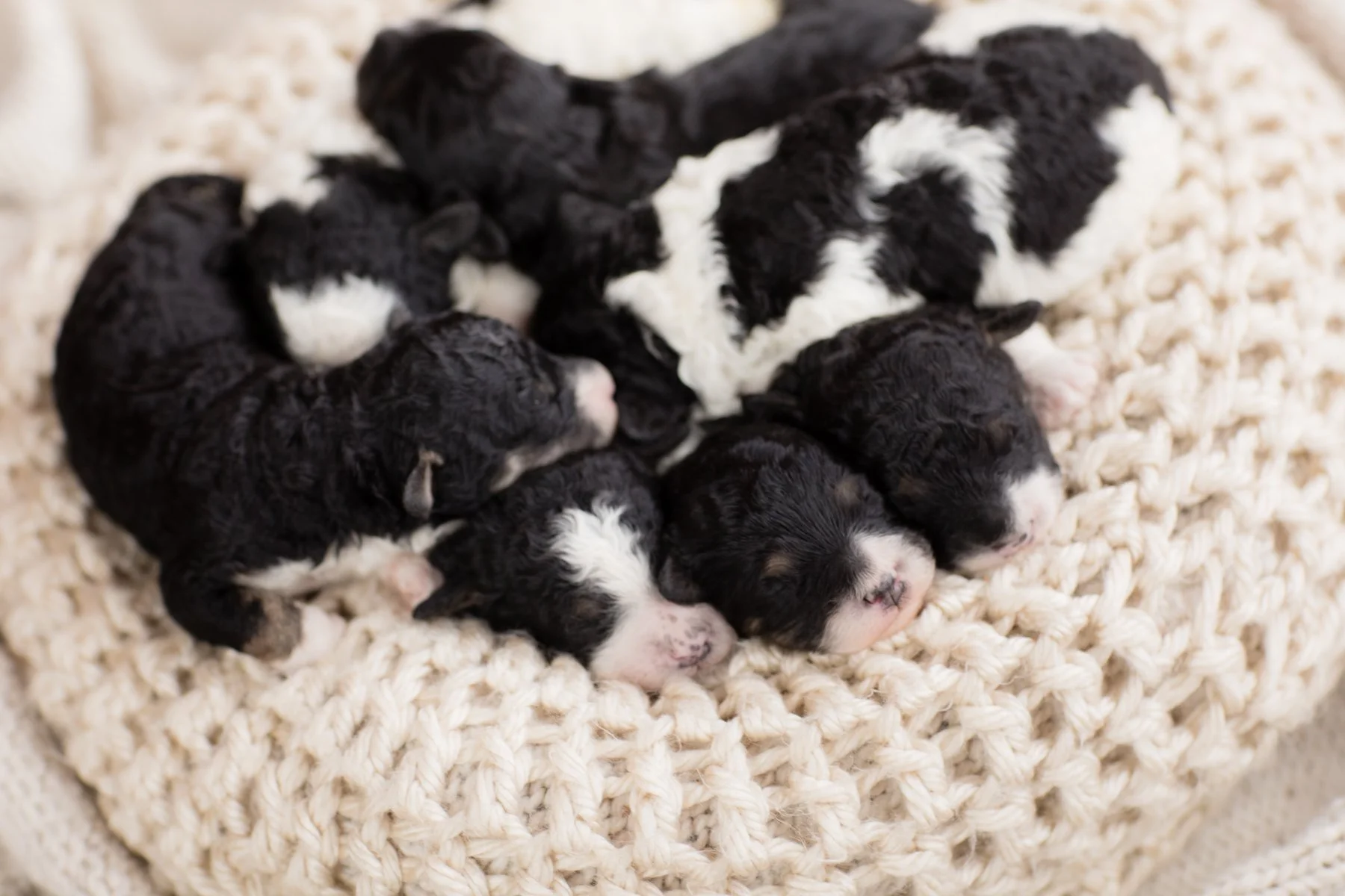 087_1-Week-Mavi-Emery-Micro-Mini-Bernedoodles.24.jpg