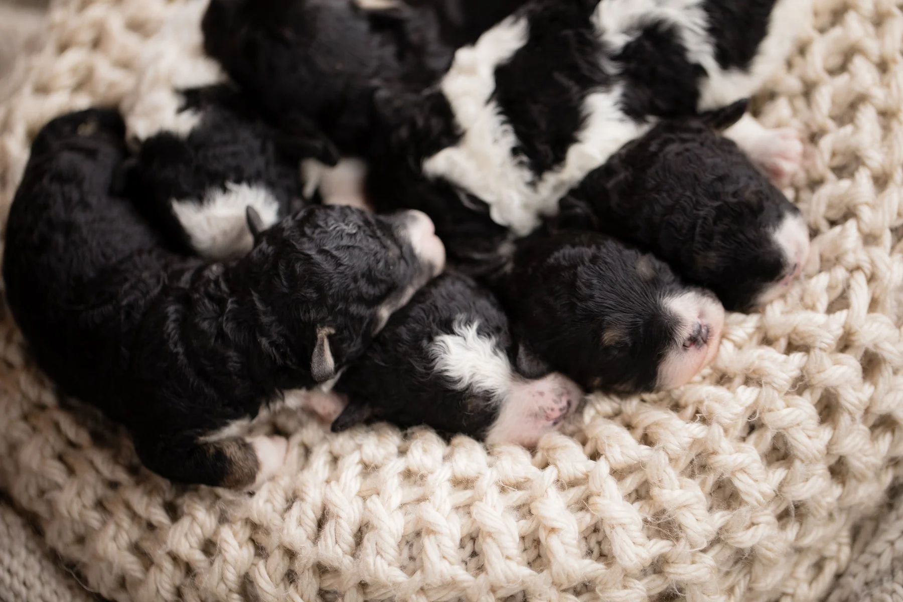 107_1-Week-Mavi-Emery-Micro-Mini-Bernedoodles.24.jpg