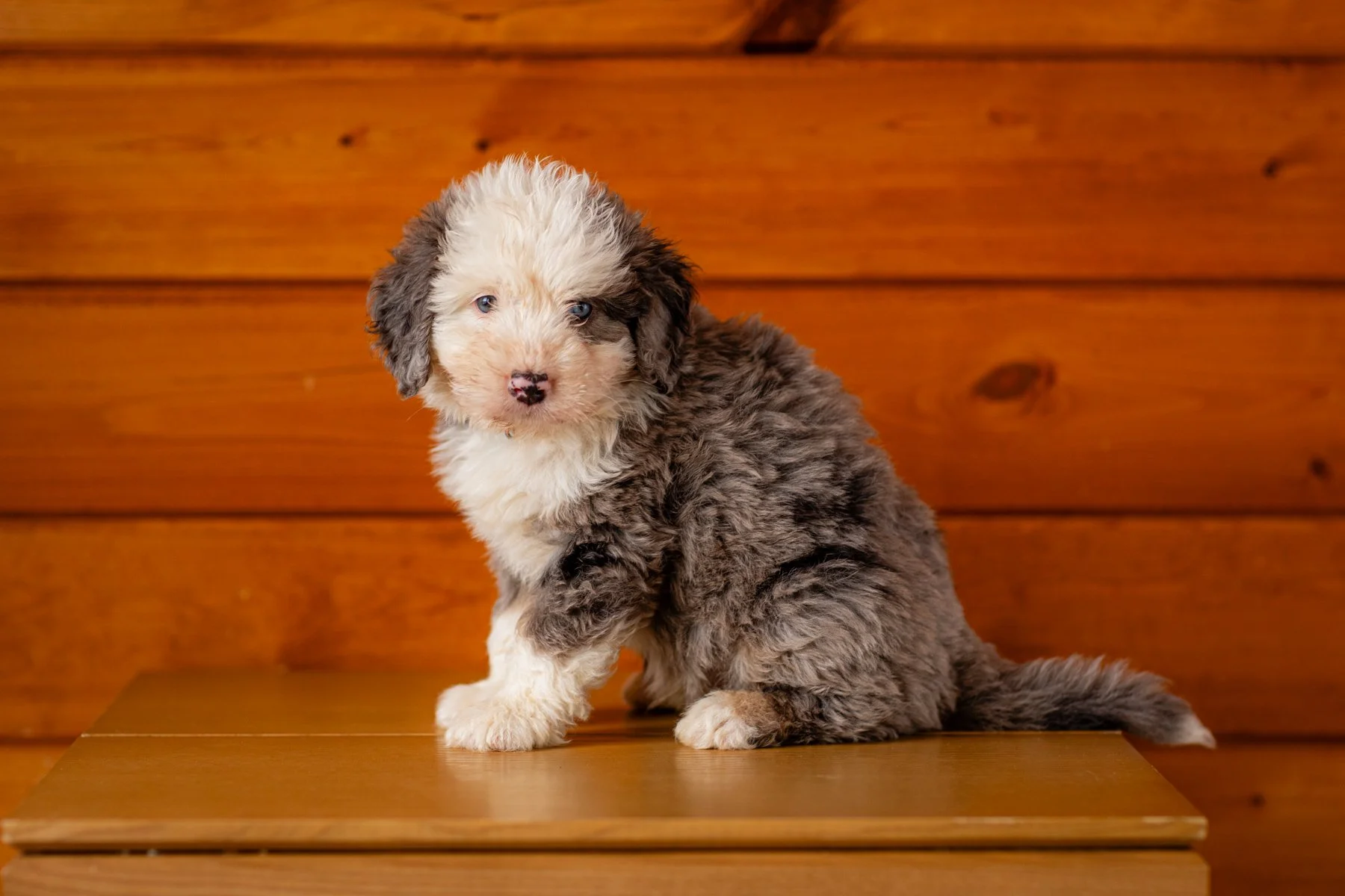 Bernedoodle & Australian Mountain Doodle Puppies — STOKESHIRE DESIGNER ...