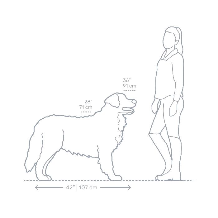 Doodle Breed Sizes Explained Mini Medium Standard STOKESHIRE doodle-breed-sizes-explained-mini-medium-standard-stokeshire