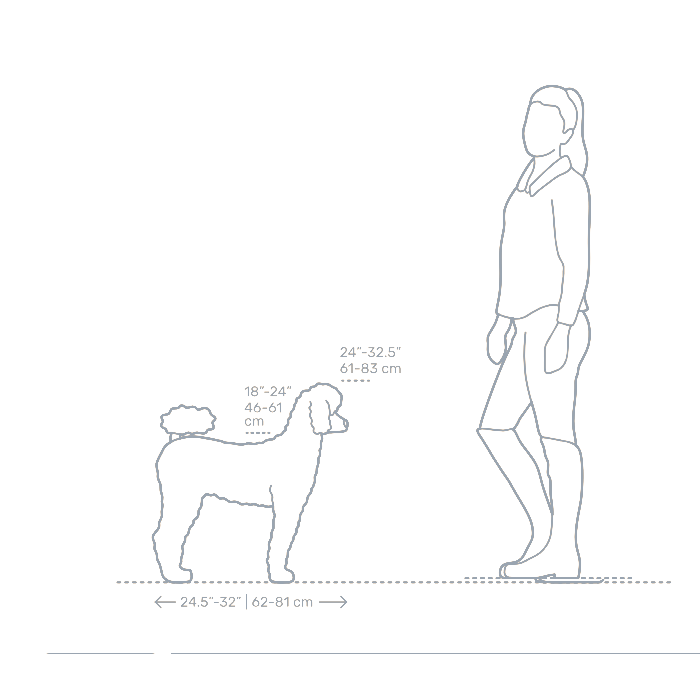 Standard Poodle