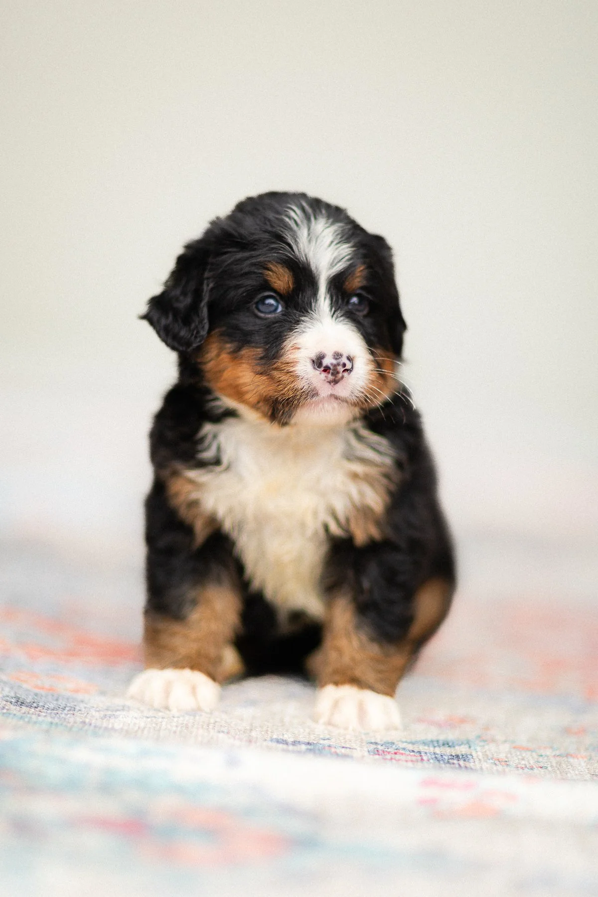 Dog Price Bernese Puppies For Sale Bernese Mountain Dog Puppies