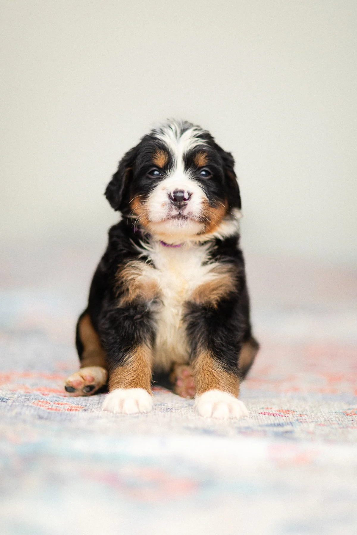 Bernese Mountain Dog Best Small Dog Breeds For Hiking Australian