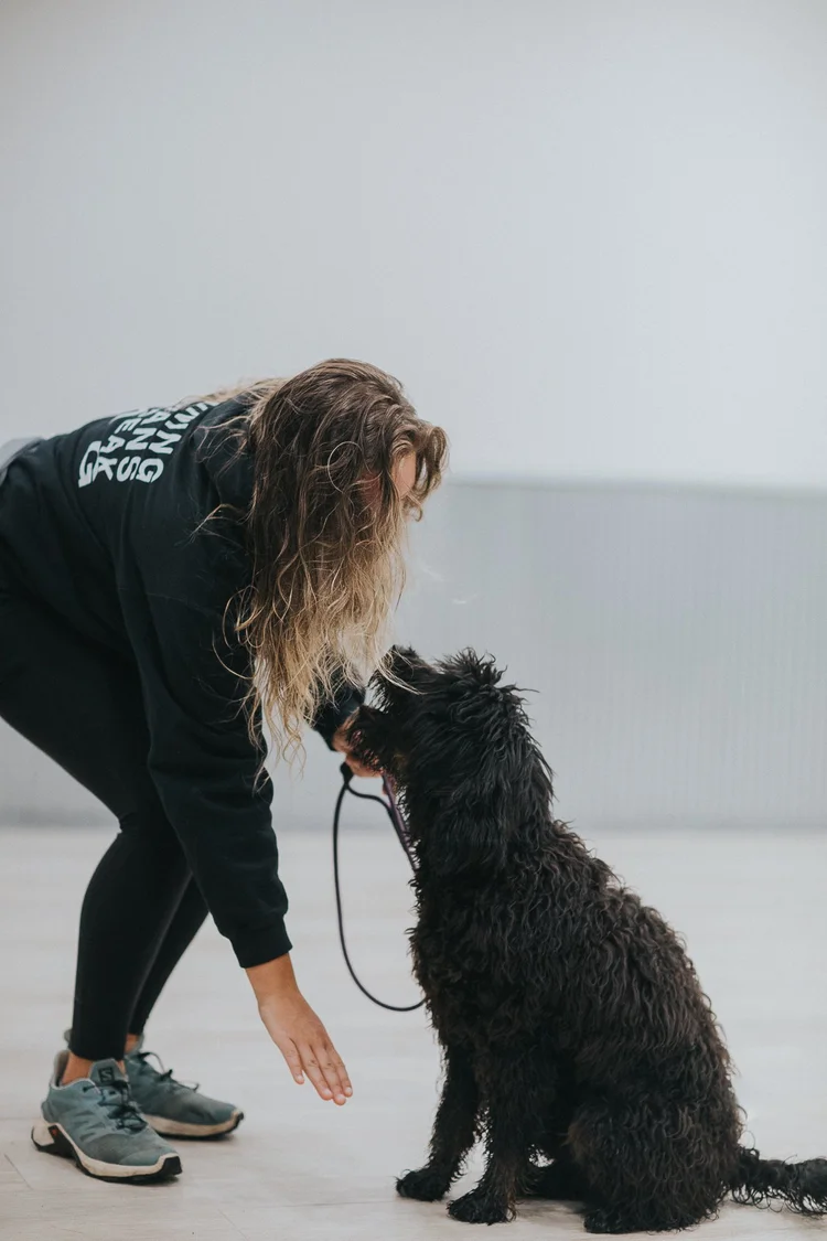Bernedoodle puppies during Doodle School training with trainer Karlee at Stokeshire Designer Doodles