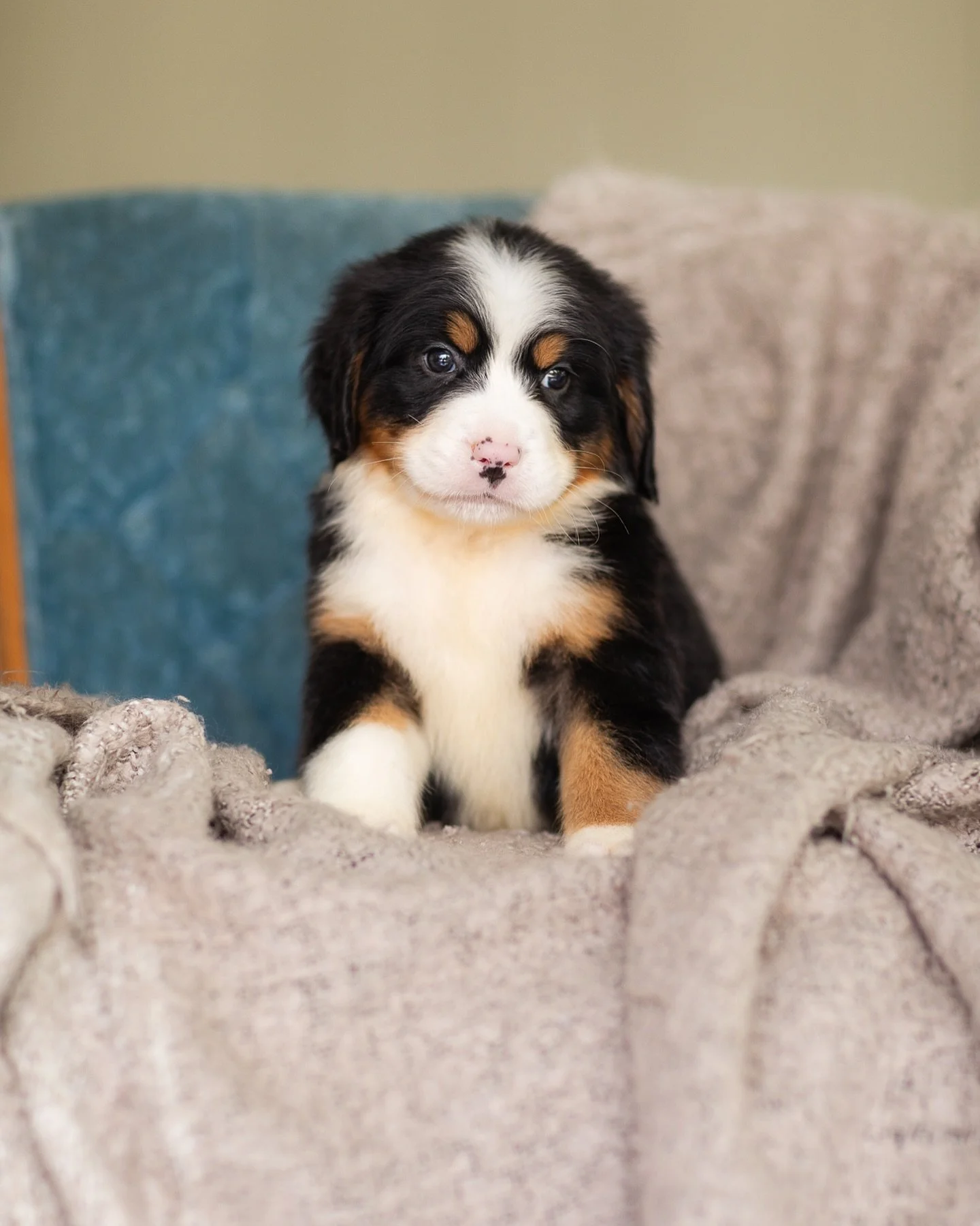 AUSTRALIAN MOUNTAIN DOG PICK OF THE LITTER PUPPIES — STOKESHIRE