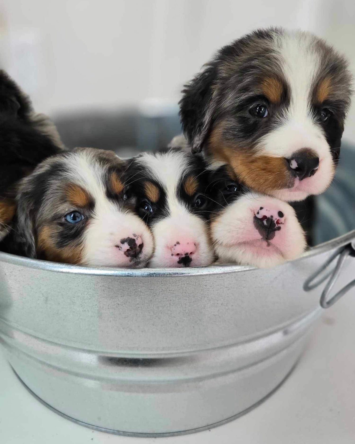 AUSTRALIAN MOUNTAIN DOG PICK OF THE LITTER PUPPIES — STOKESHIRE