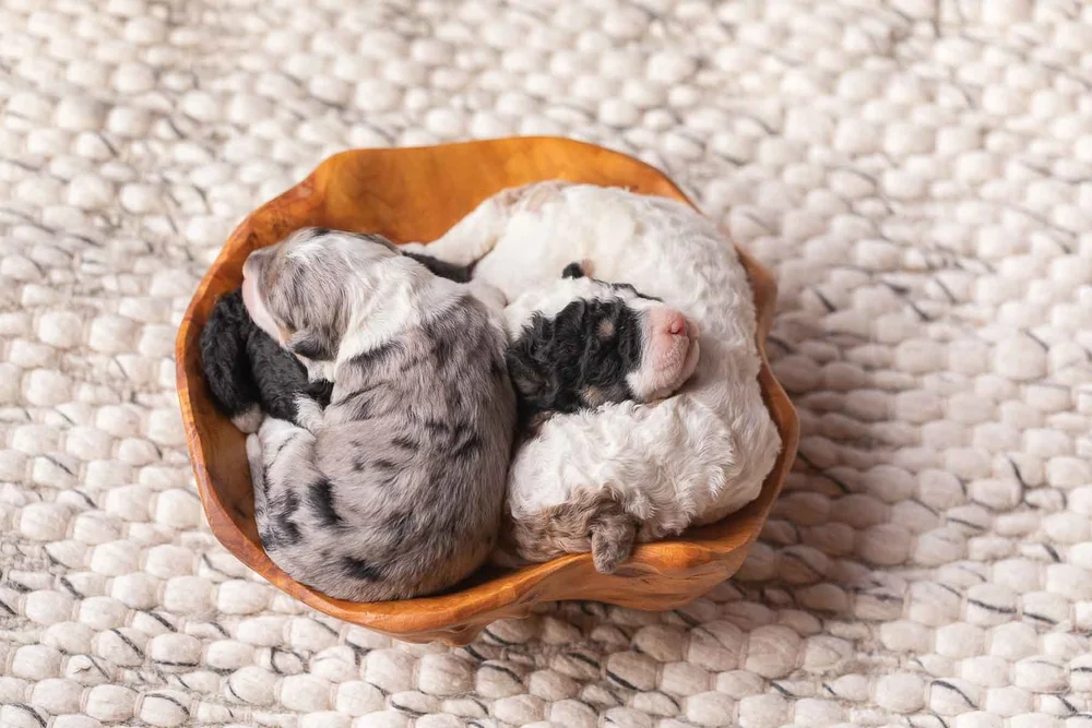 Two one-week-old F1B Mini Bernedoodle puppies curled together in a wooden bowl