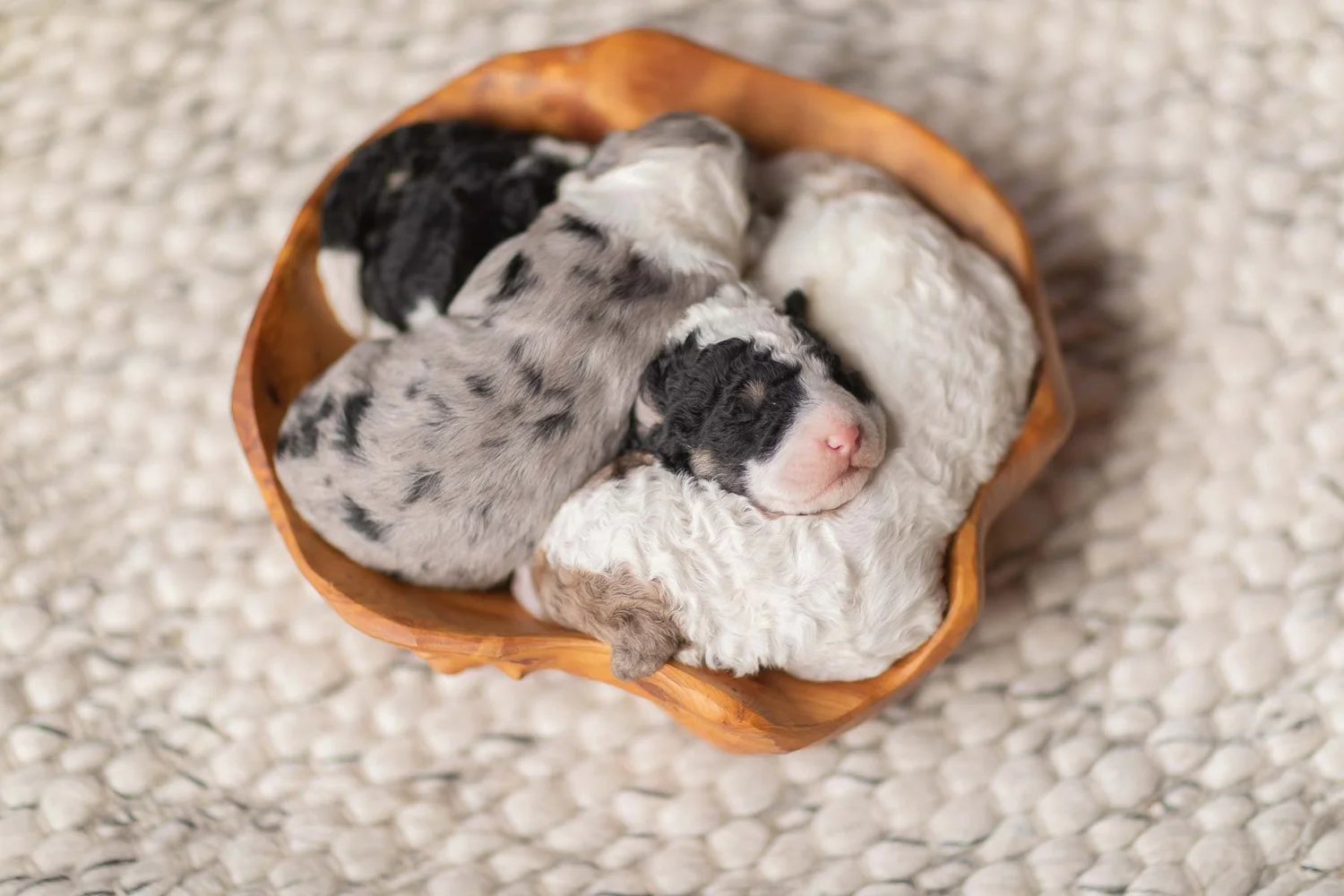 Week-one mini Bernedoodle litter from Nora and Kodiak at Stokeshire Designer Doodles