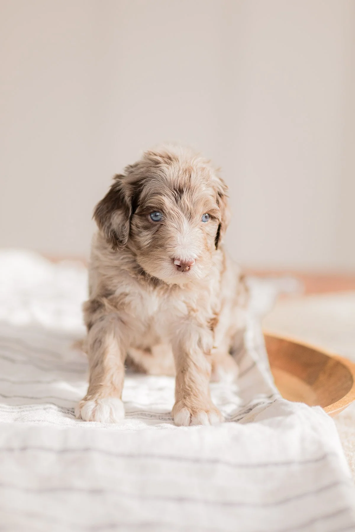 Shepherd Golden Doodle Malinois Golden Retriever Mix Golden