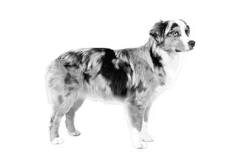 Miniature_American_Shepherd.jpg