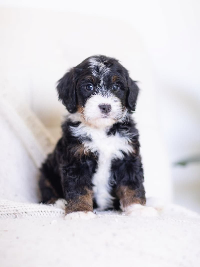 Bernedoodle-puppy-black-and-white-Stokeshire-Designer-Doodles.jpg (Copy)