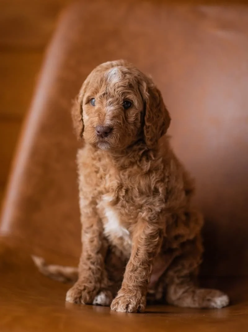 Goldendoodle-puppy-at-Stokeshire-Designer-Doodles.jpg (Copy)
