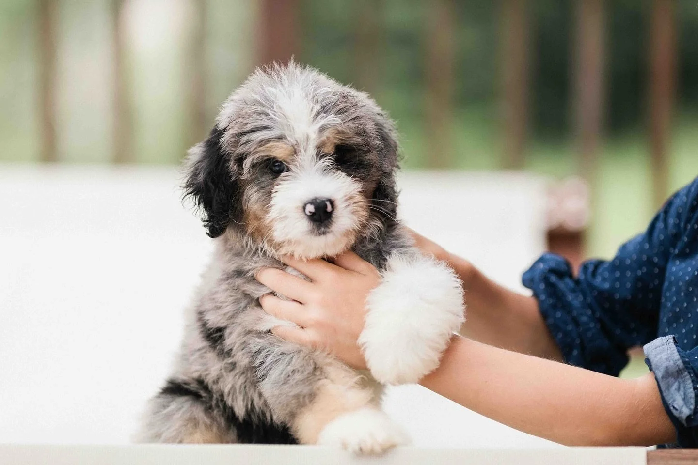 What is the Best Small Hypoallergenic Dog: Top Picks for Allergy Sufferers