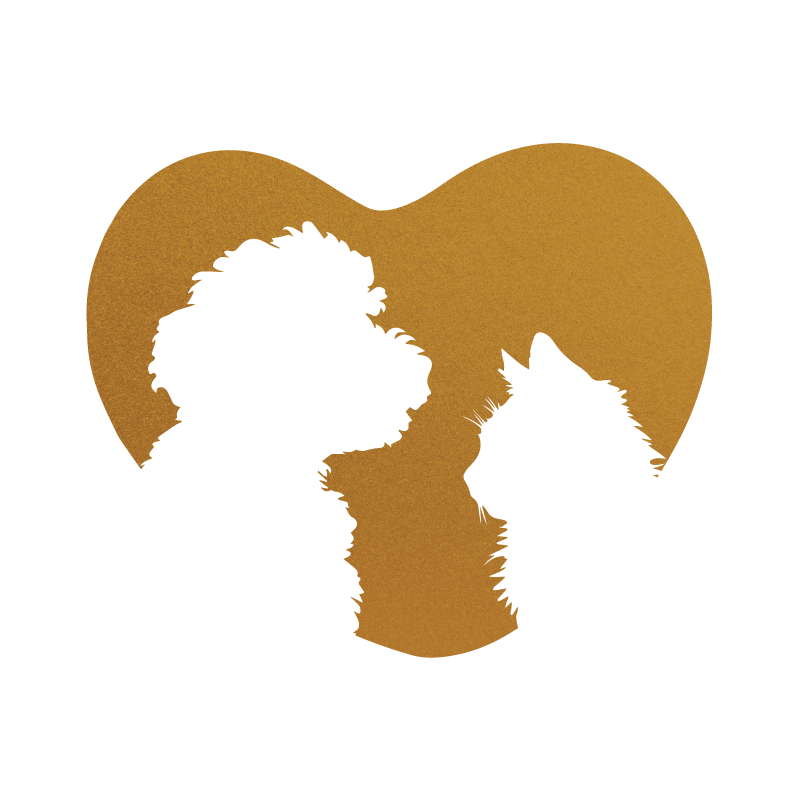 Ragdoll Cat and Doodle Dog: Can These Fluffy Pets Live in Harmony?