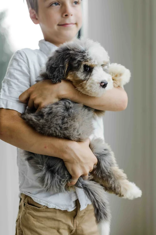 In Defense of Doodles: The Truth About Hybrid Dogs, Breeding