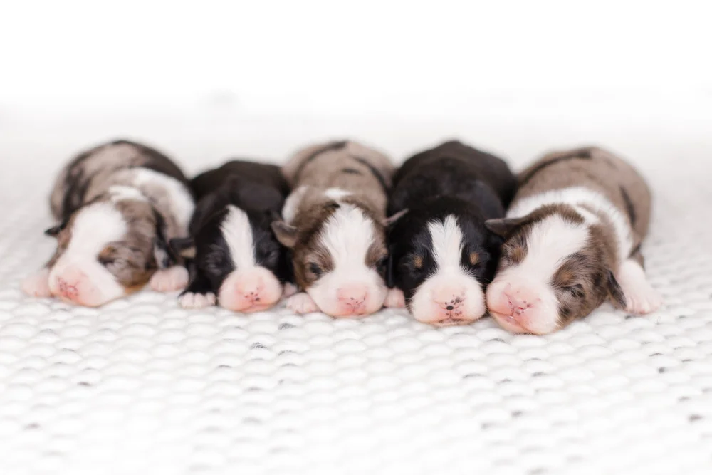 Stilly, an Australian Shepherd foundation dam at Stokeshire Designer Doodles, representing the unfurnished coat type