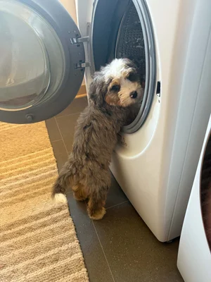 Stokeshire client review