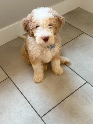 Stokeshire client review