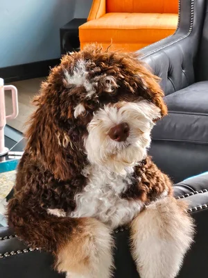 Stokeshire client review