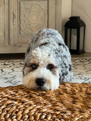 Stokeshire client review