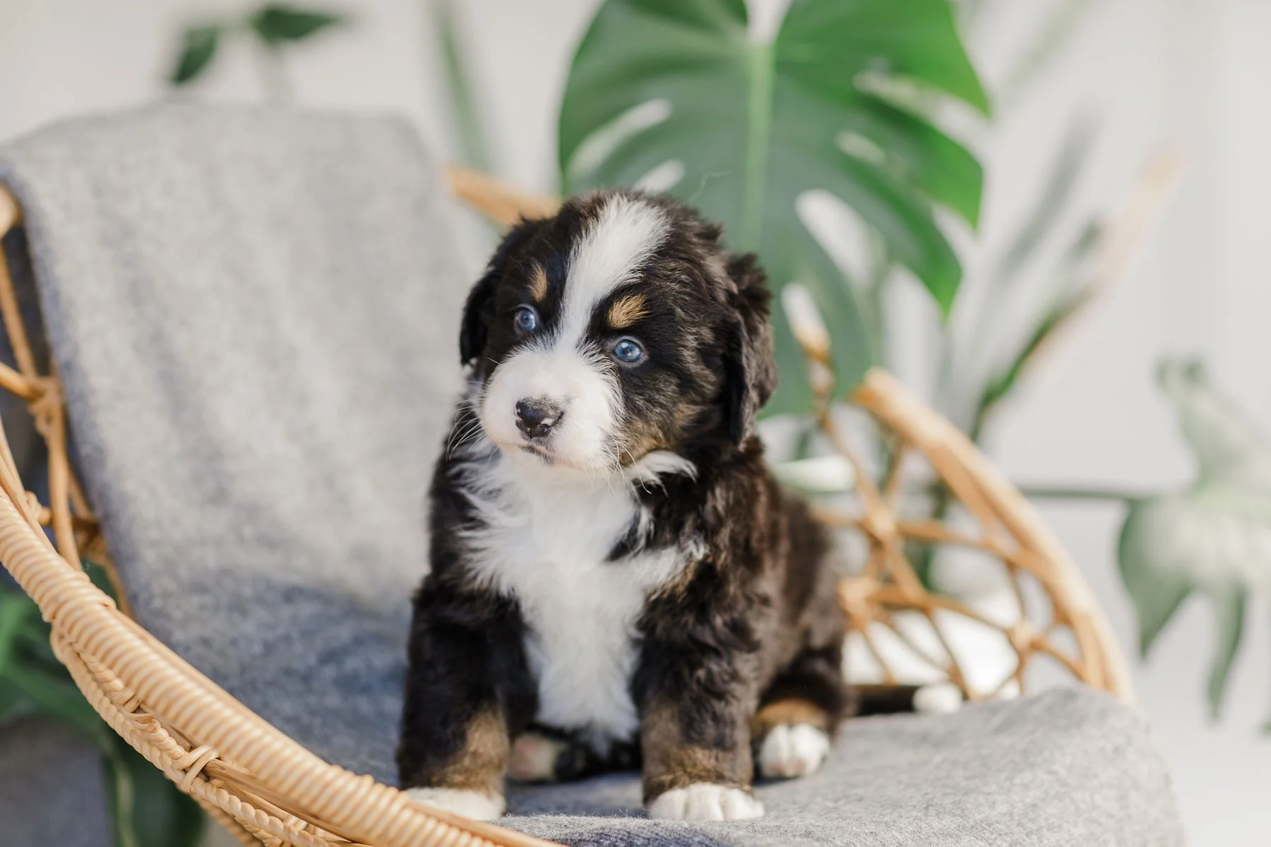 Unfurnished Puppy from Stokeshire