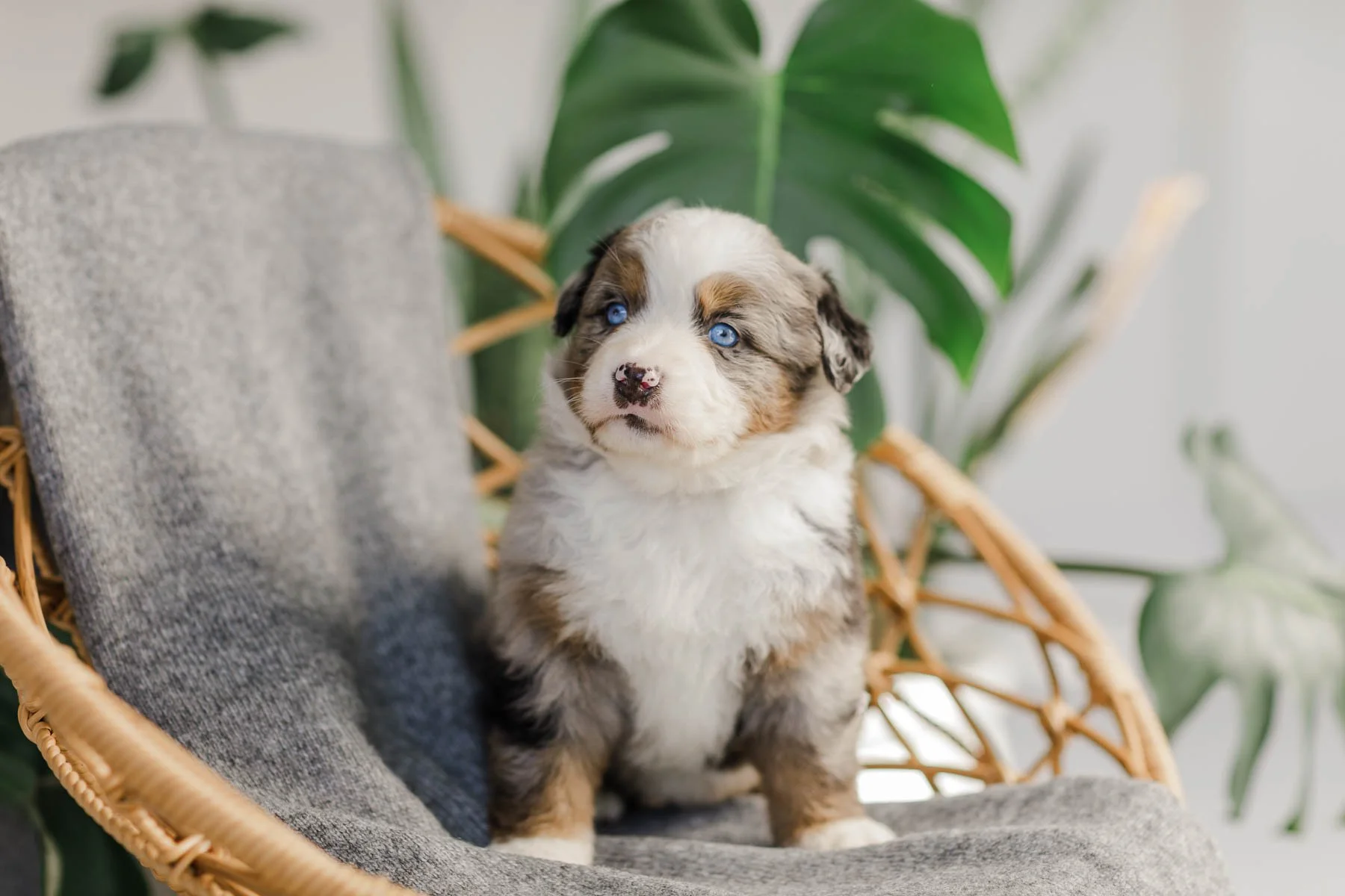 05_4-Week-Australian-Mountain-Dog-Stilly-luxury-high-end-dog-breeders-stokeshire.jpg