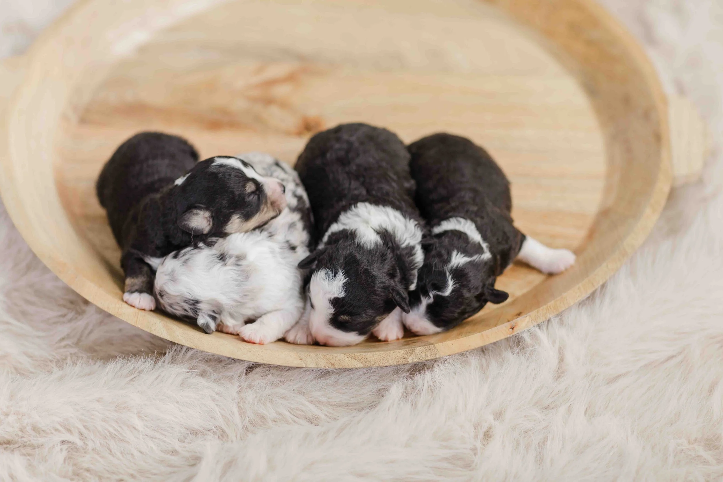 Litter of 1 week old australian mountain doodles