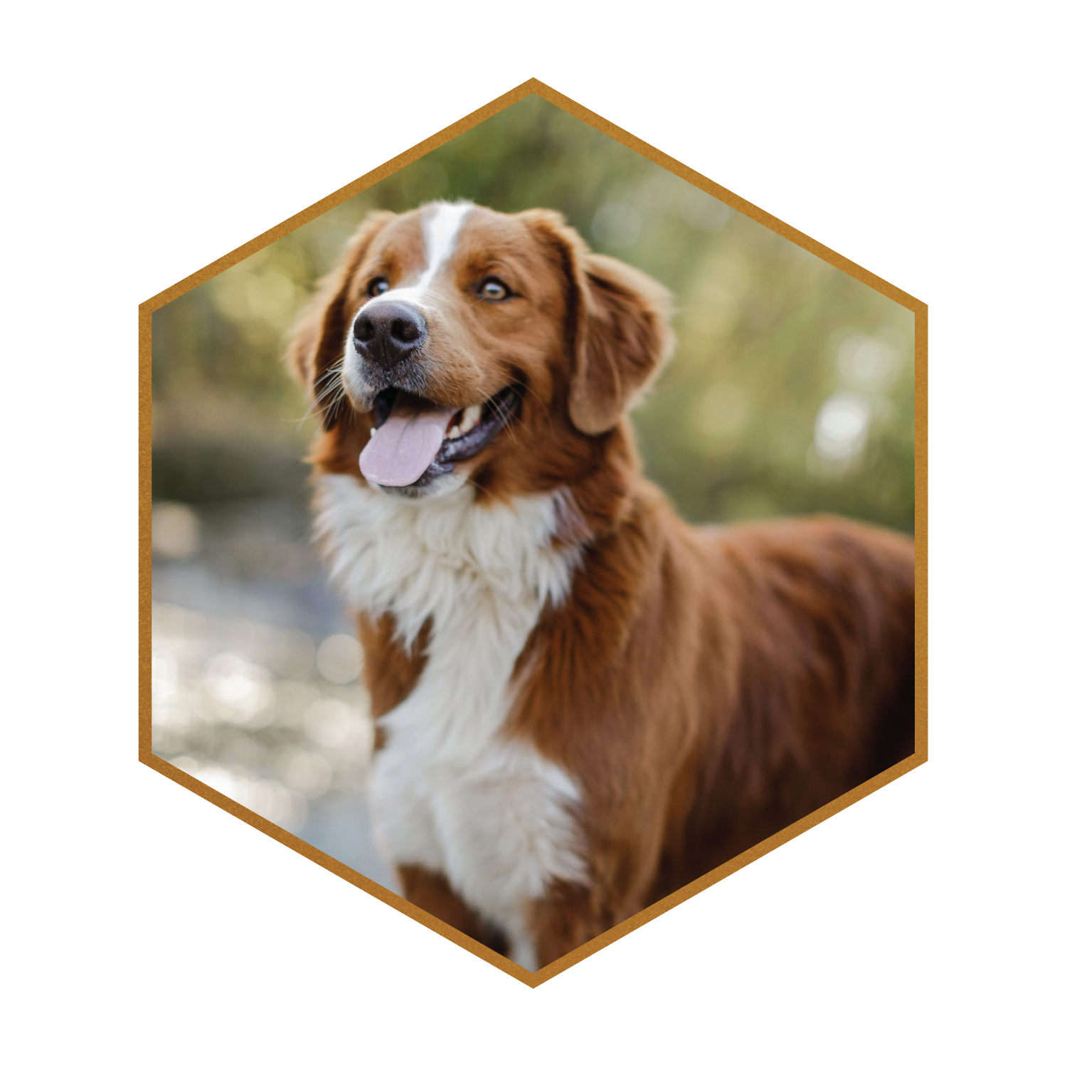 Deposit for (Penelope + George) Standard Unfurnished & Furnished Merle Tri Australian Mountain Doodles