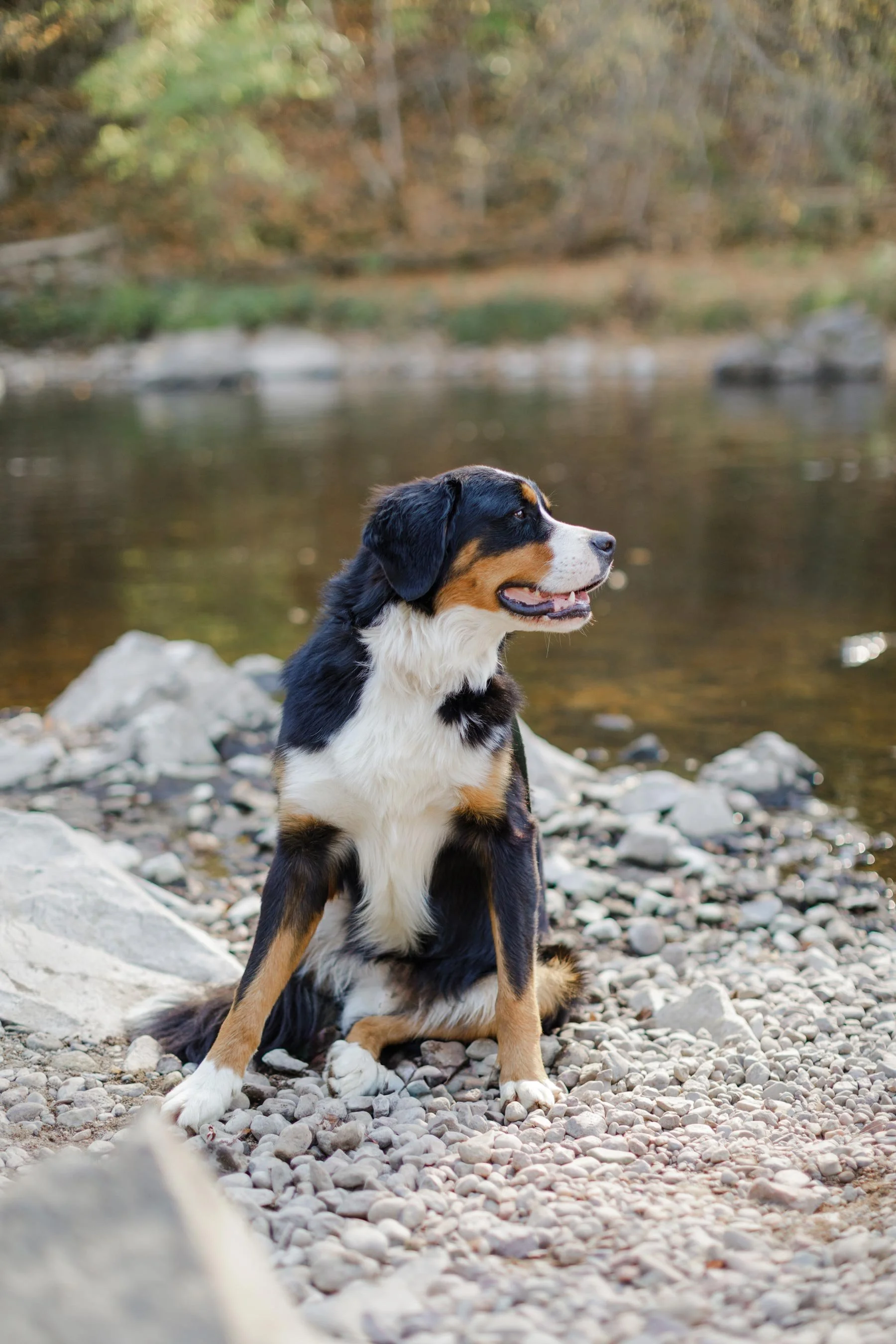 002_STOKESHIRE-TOP-BREEDER-RIB-FALLS.WI.25.jpg