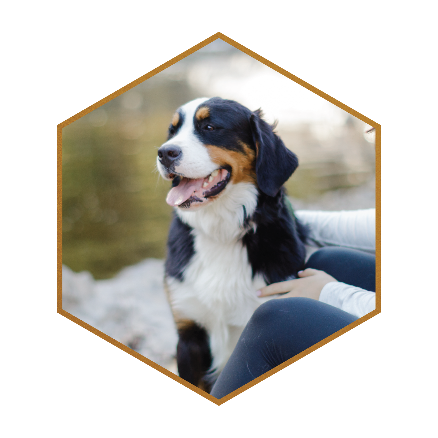 Deposit for (Buttercup + Mack) Furnished & Unfurnished Australian Mountain Doodles