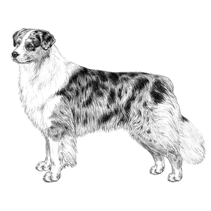 australian_shepherd_v2.webp