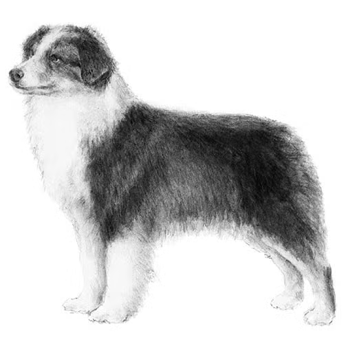 Miniature-American-Shepherd-illustration.png