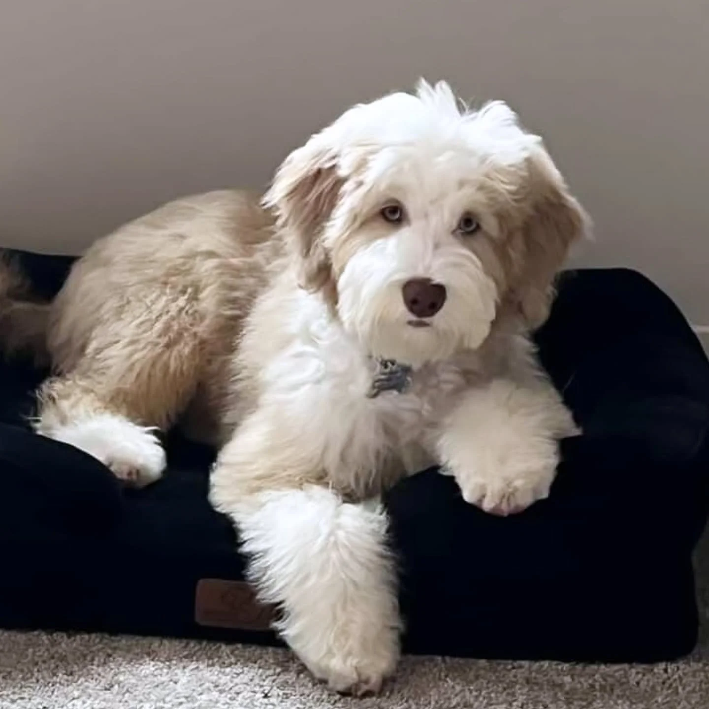 ✨ Meet this gorgeous brown and white Doodle &mdash; the perfect mix of cuddly charm and adventure-ready spirit! 🐾

🎄 If you&rsquo;ve been dreaming of a puppy like this, don&rsquo;t miss our Rae &times; Rico litter, ready just in time for Christmas!