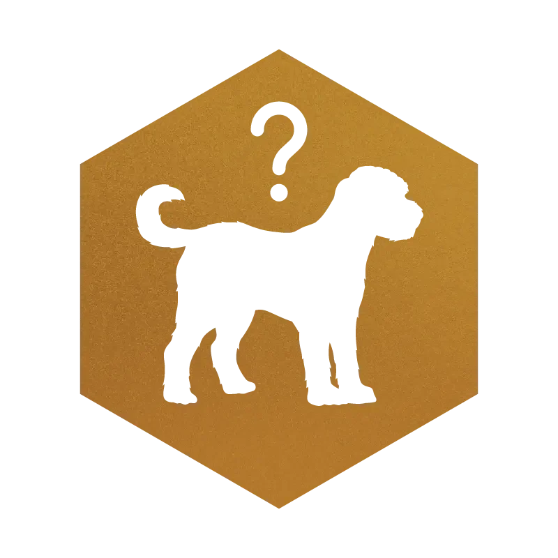 Hypoallergenic vs Non-Hypoallergenic Dog Breeds