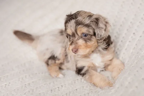 Toy and Mini Aussiedoodle puppies at Stokeshire Designer Doodles Wisconsin