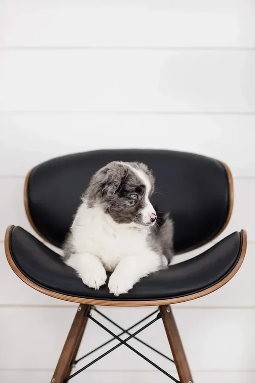 Blue merle Toy Aussiedoodle — Stokeshire Designer Doodles